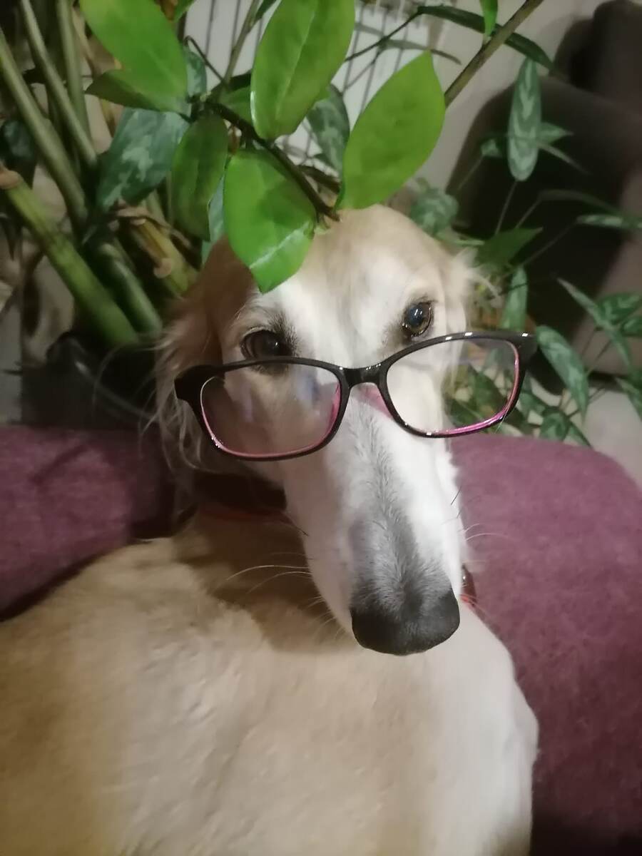 Борзая тазы Борзомир Алмаз