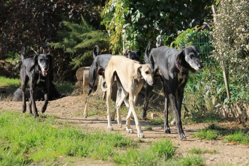 Собаки питомника Борзомир