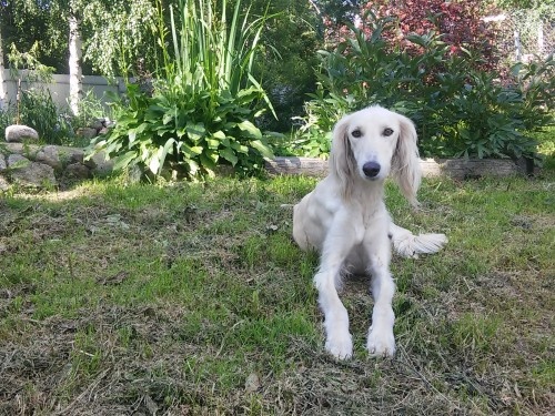 Борзомир Айсулу, борзая тазы