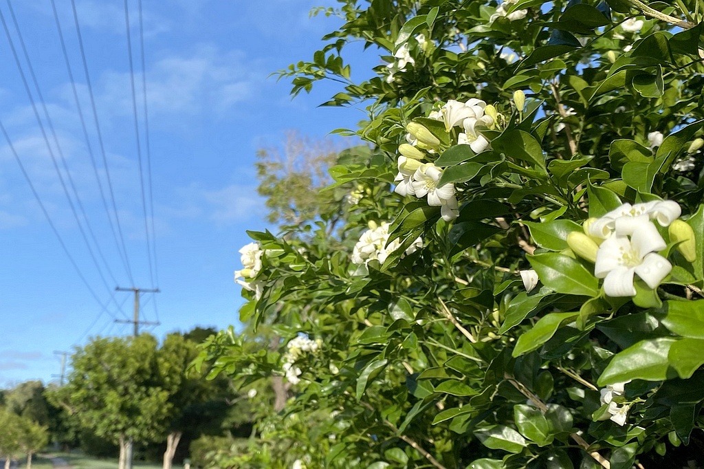 Снова цветёт муррайя, апельсиновый жасмин