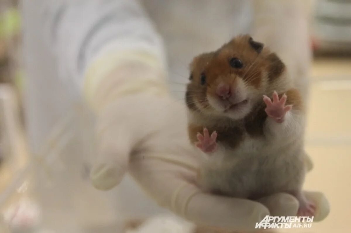    С начала года в Удмуртии заразилось мышиной лихорадкой более 30 человек