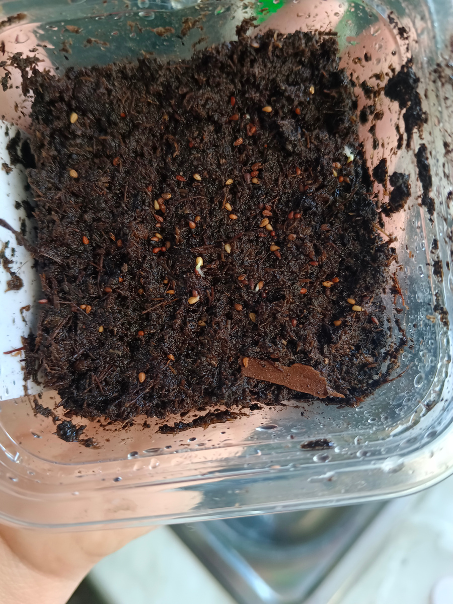 Венидиум. Фото из личного архива автора