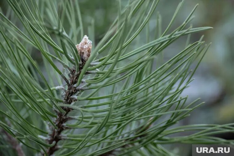Пермские леса оказались бессильны перед пришельцем из Западной Сибири. Фото: Руслан Яроцкий © URA.RU