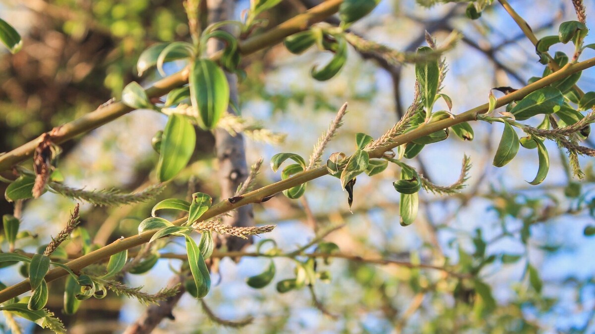     Источник: 1MI