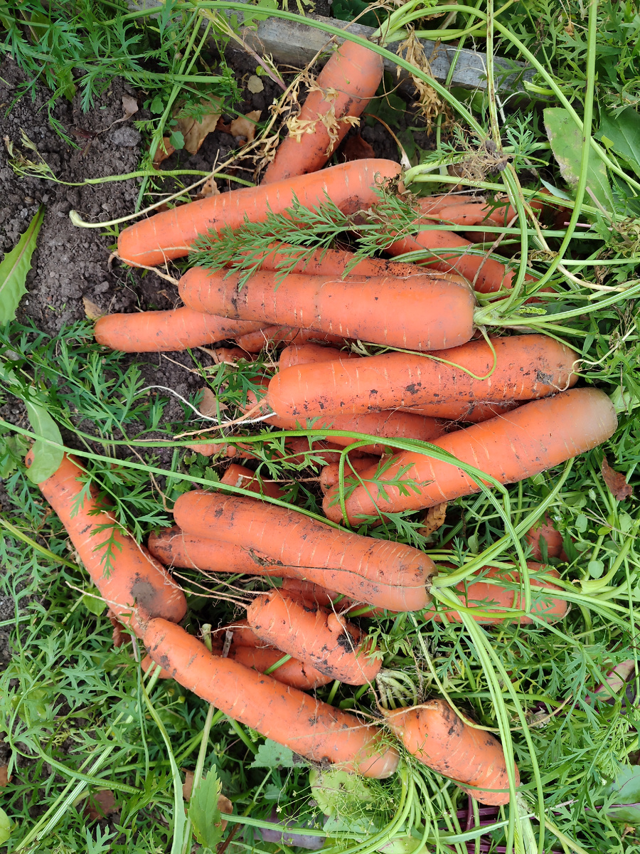 Морковь сорта "Спидо".