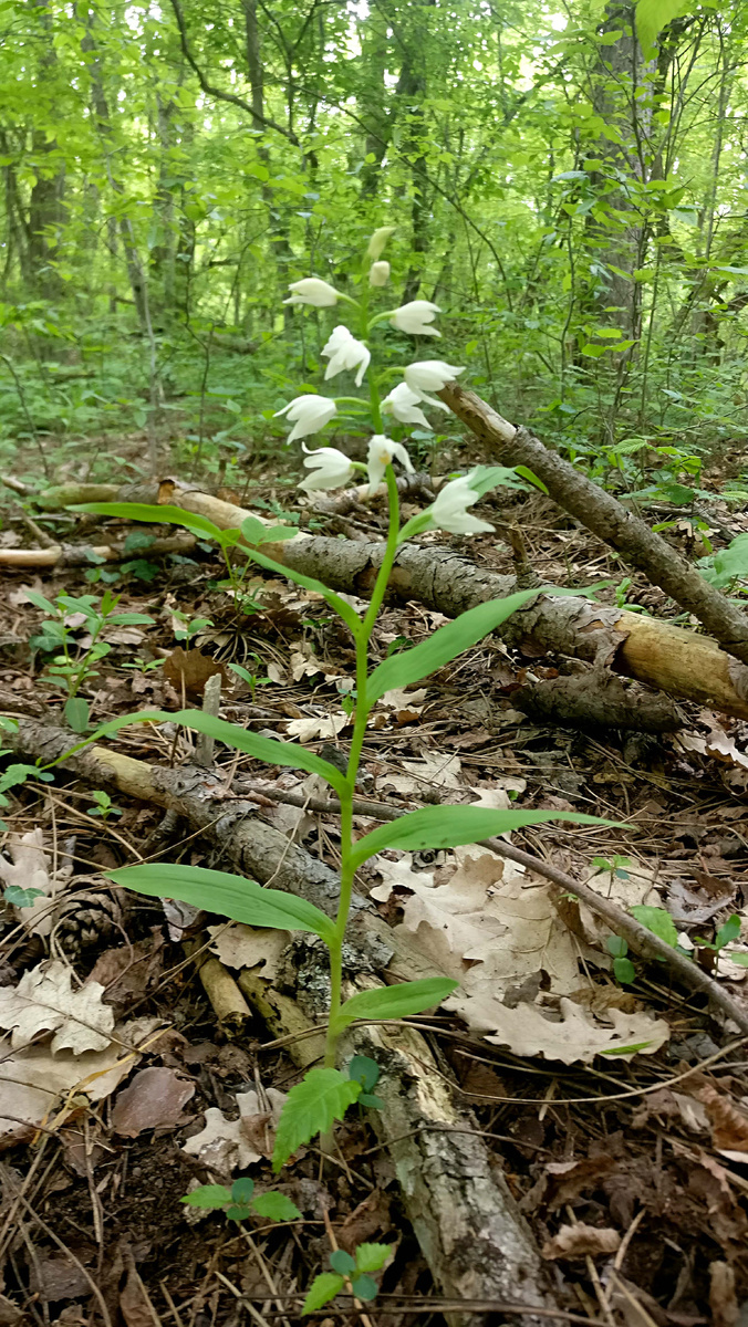 Пыльцеголовник длиннолистный. 14 мая 2023 год. Район исчезнувшего села Лаки. 