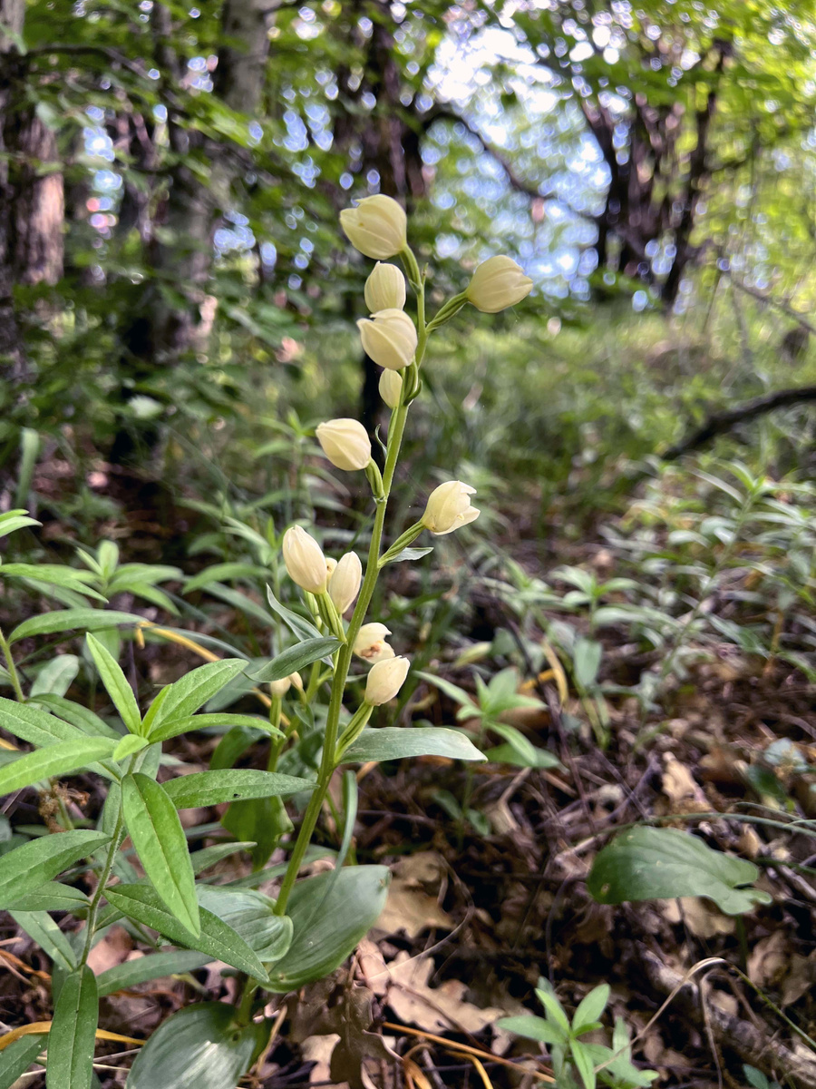 Пыльцеголовник крупноцветковый. 11 мая 2024. Район Форосской церкви. 