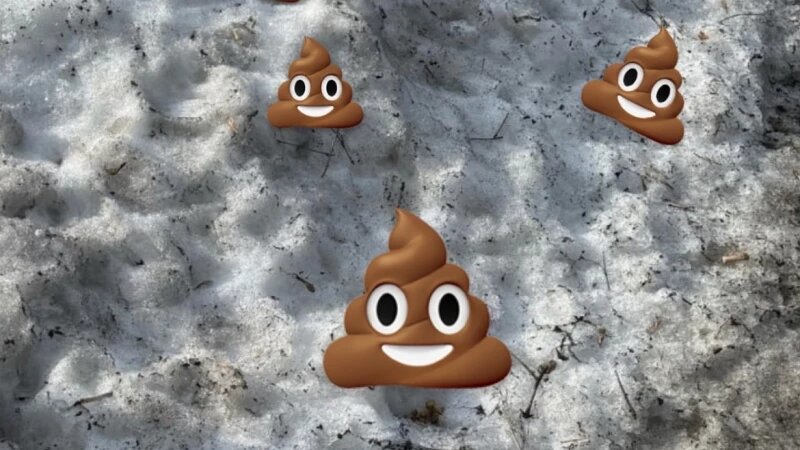     Барнаульцы всю зиму выгуливали собак и не убирали за ними altapress.ru