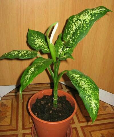 Фото взято из интернета (общедоступное)