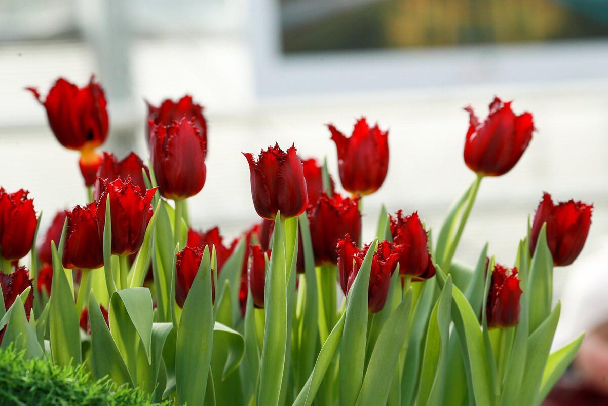 Тюльпаны. Ежегодная выставка "Репетиция весны" в ботаническом саду МГУ "Аптекарский огород". Агентство "Москва"