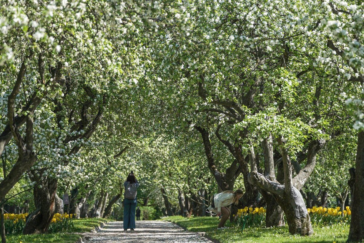 Пелагия Тихонова / Агентство "Москва"
Цветение в Москве.