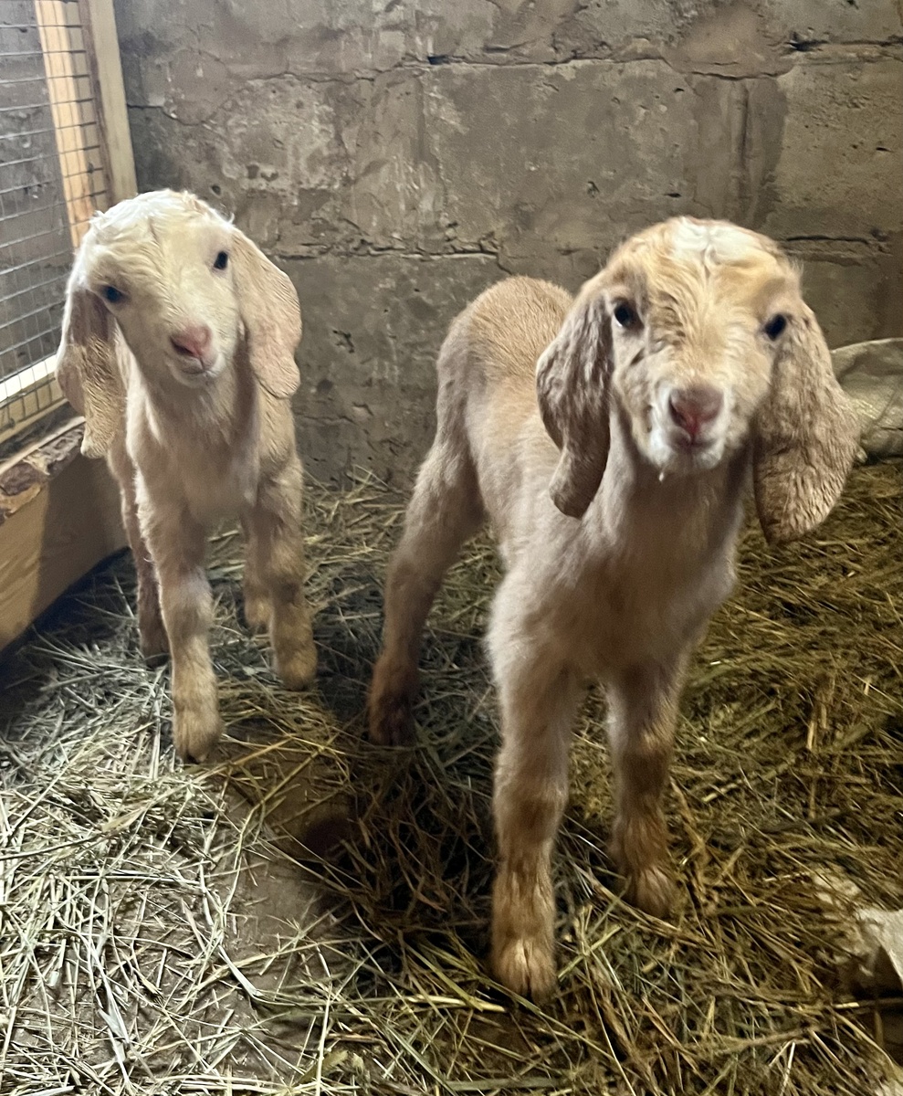 Две козочки, имена пока не придумали