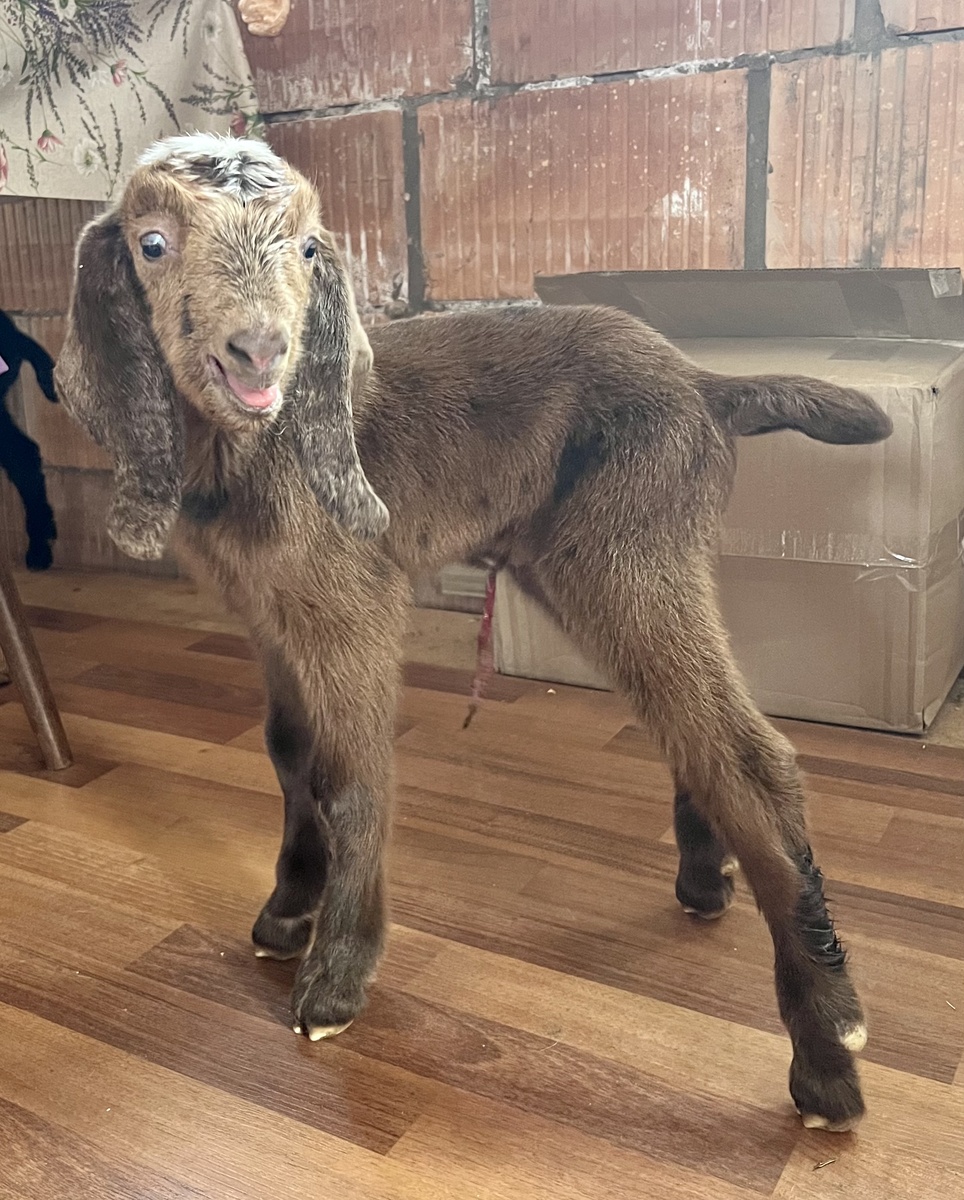 Красавчик, жаль что козёл