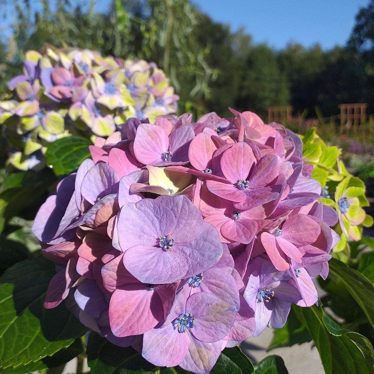 крупнолистная гортензия Меджикал Аметист Блю, фото автора