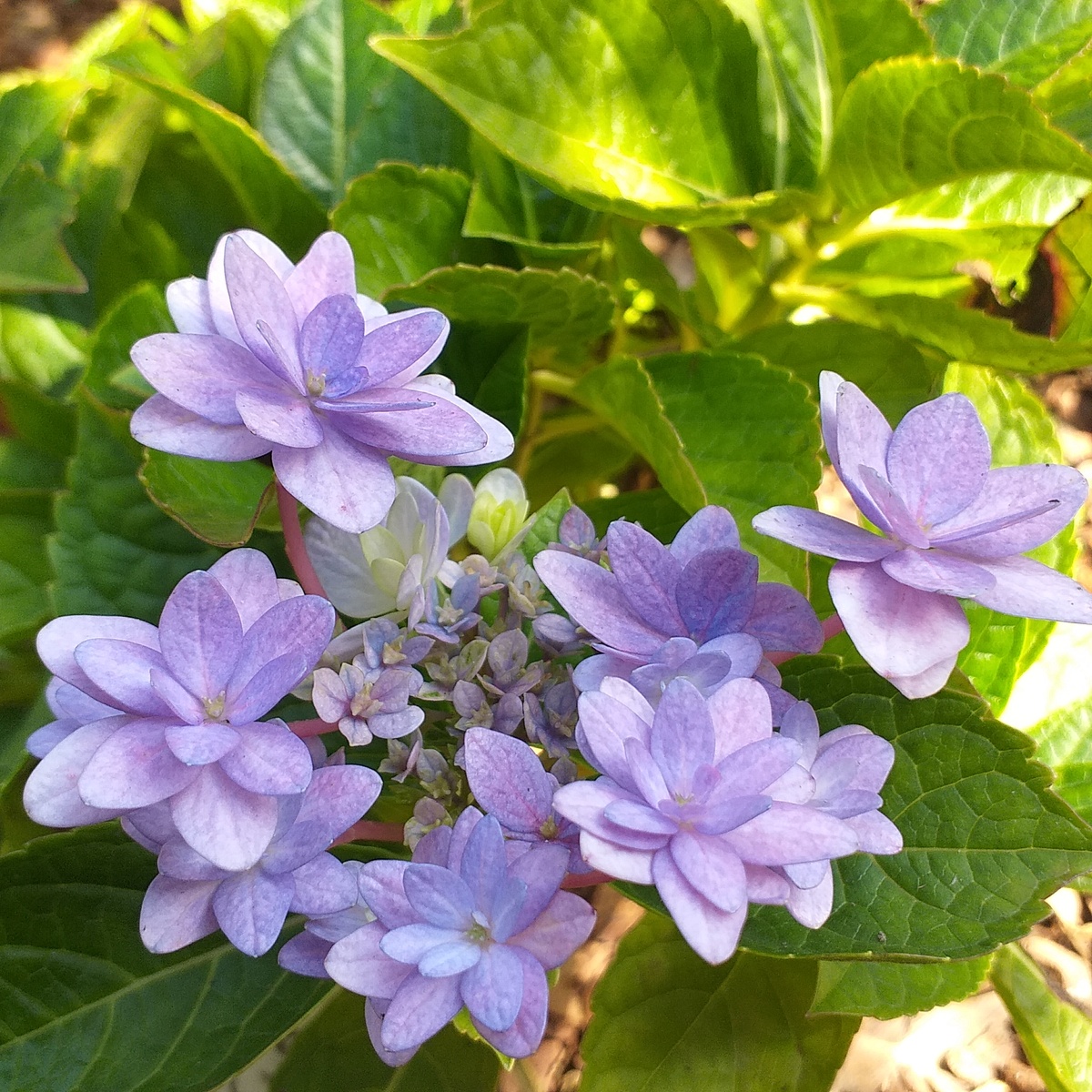 крупнолистная гортензия Флория Блю, фото автора