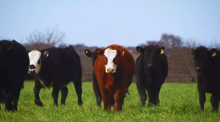    За последние годы каждый новый сорт овса в Аргентине превышает урожайность предыдущего на 5 процентов