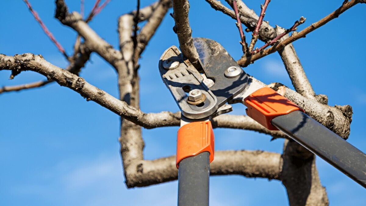 Как обрезать сливу весной? Такое прореживание ветвей улучшит качество плодов