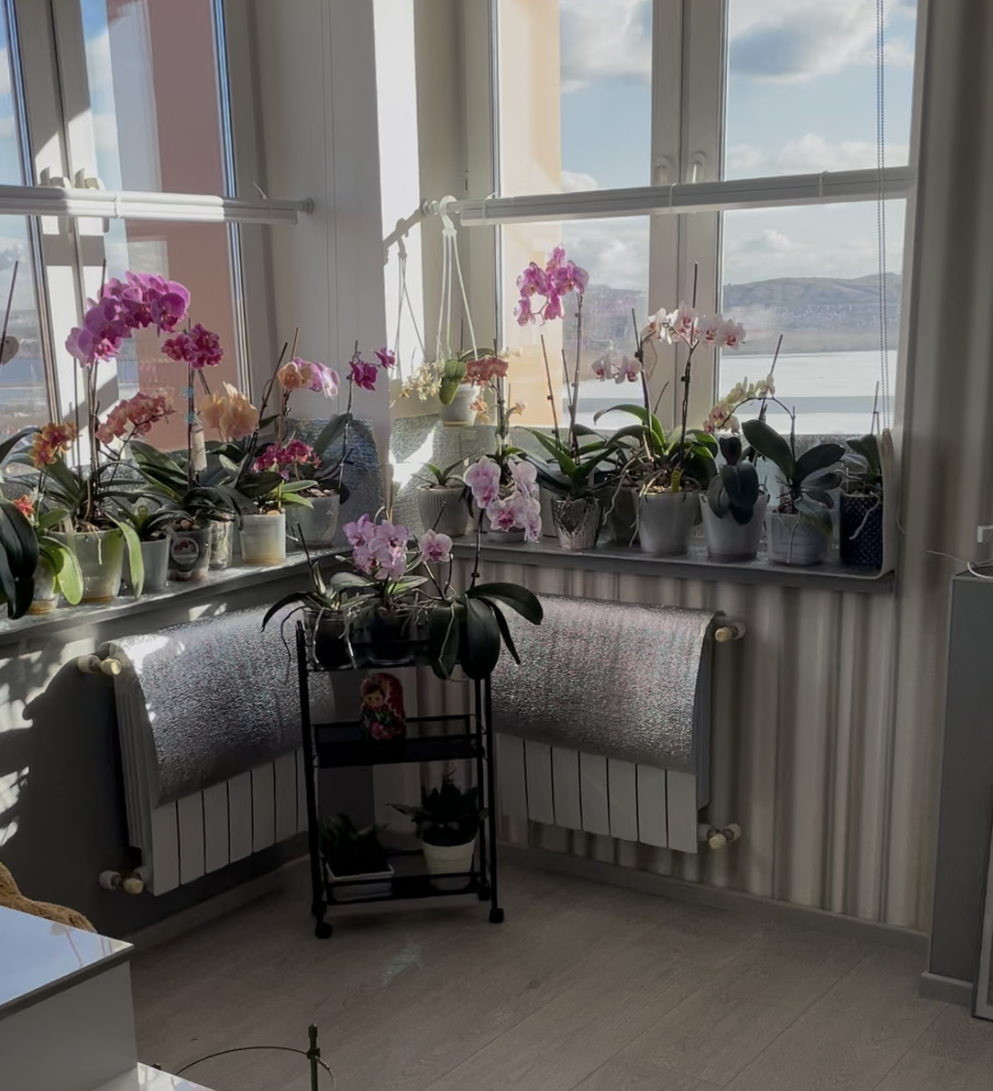 Прямык солнечные лучи могут угробить ваши домашние орхидеи