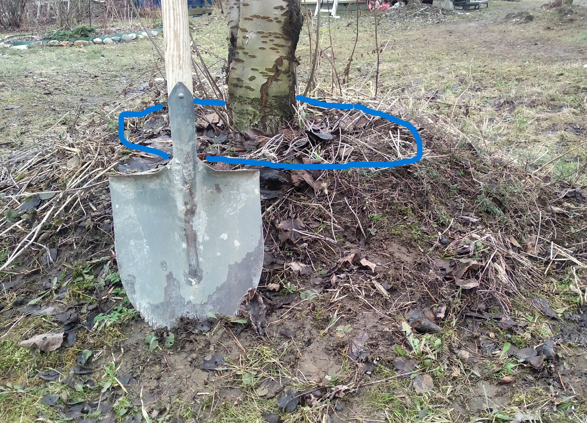 взрослая черешня в клумбе - синим выделен валик водозабора