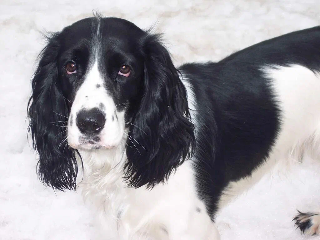 Русская спаниель. Фото позаимствовано с просторов интернета. 