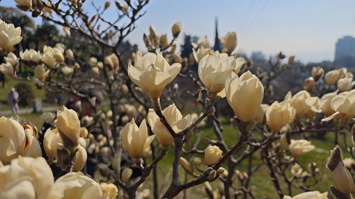    Фото: пресс-служба Сочинского Дендрария