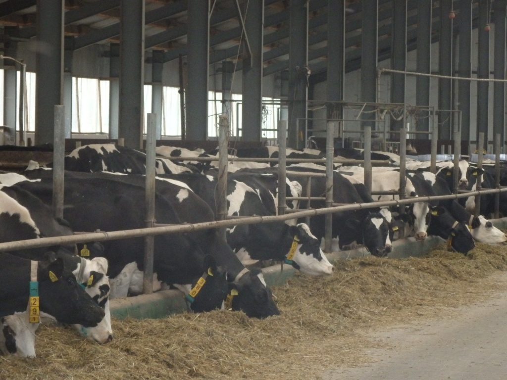  Крупная ферма