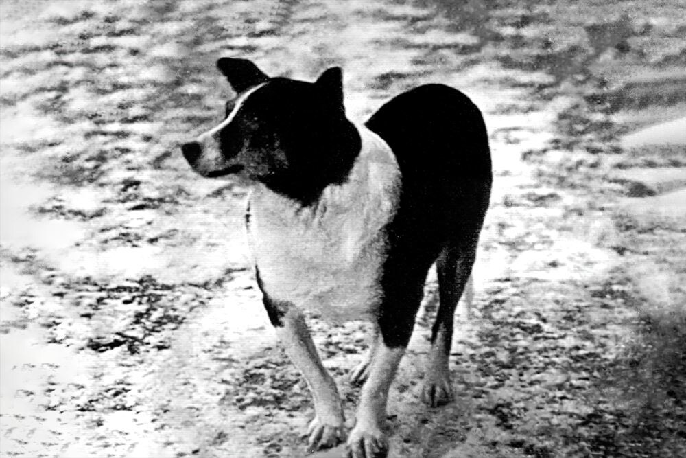 Собака Цыган – первым поднялся на высоту 101 км на ракете Р-1 (1РБ). Вместе с ним в полёте была собака Дезик.