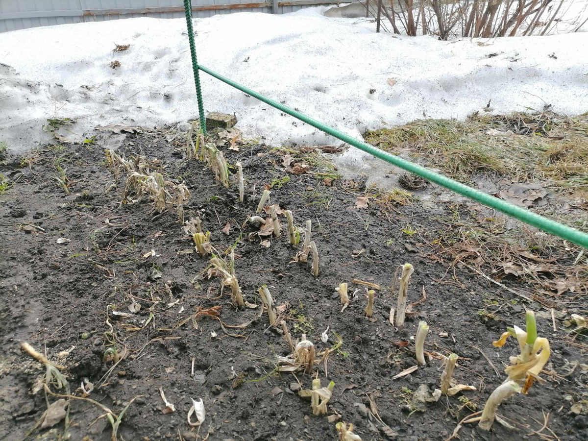 Лук батун ранней весной, уход, фото автора