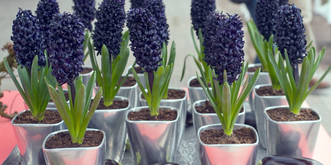 Гиацинты в горшочках отцвели, что дальше с ними делать?