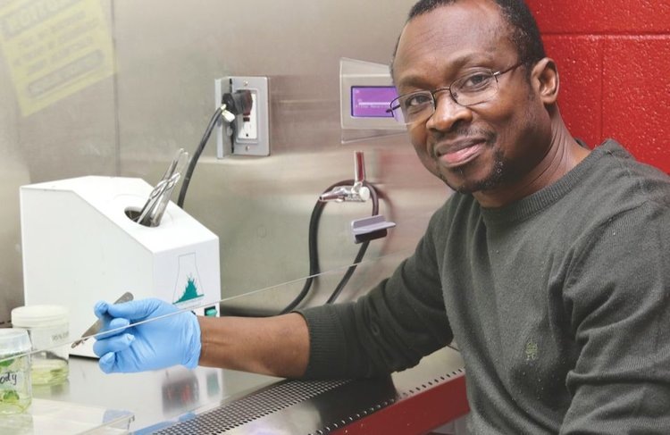    Диплоидные сорта картофеля проходят оценку на устойчивость к парше обыкновенной