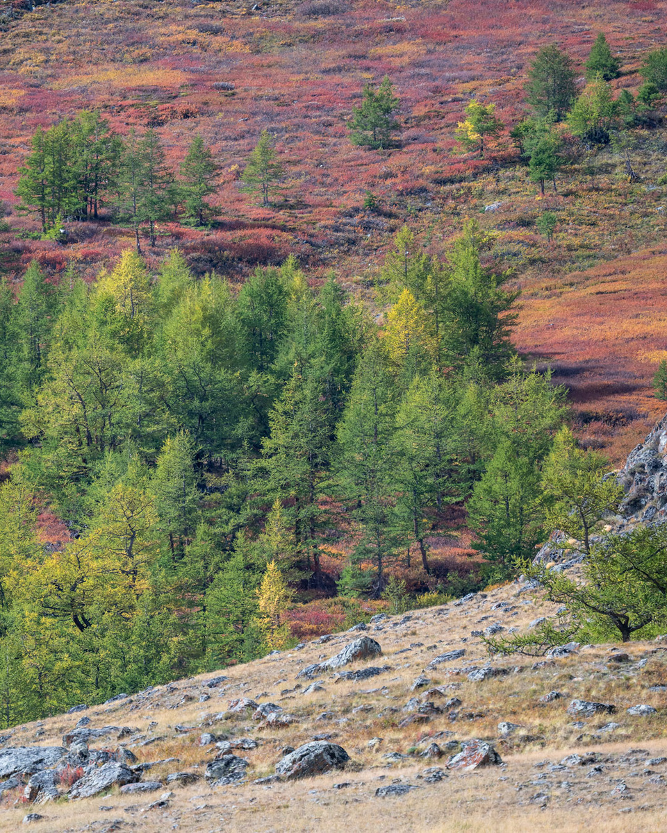 Последние деревья.