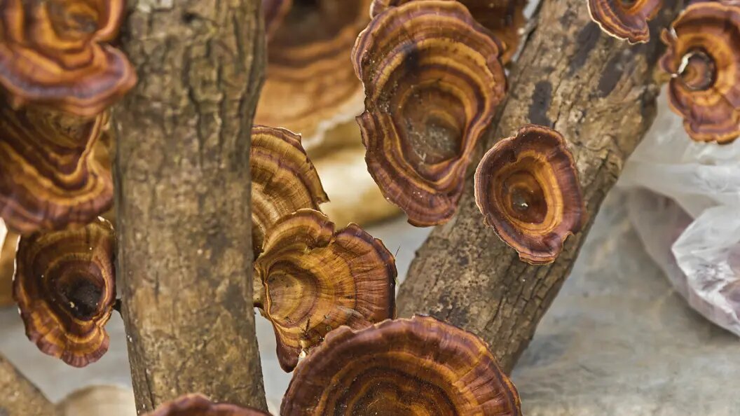    Фото: Siegfried Grassegger/imageBROKER.com/Globallookpress