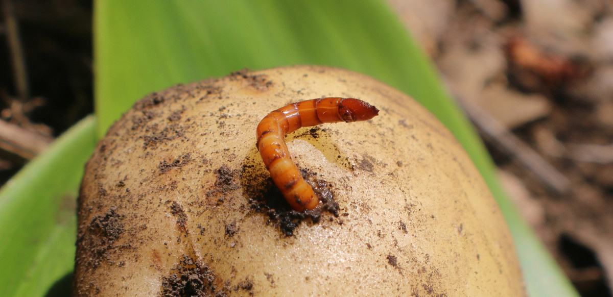 Привет, друзья-огородники! Сегодня поговорим о настоящих врагах каждого дачника — проволочнике и хруще. 