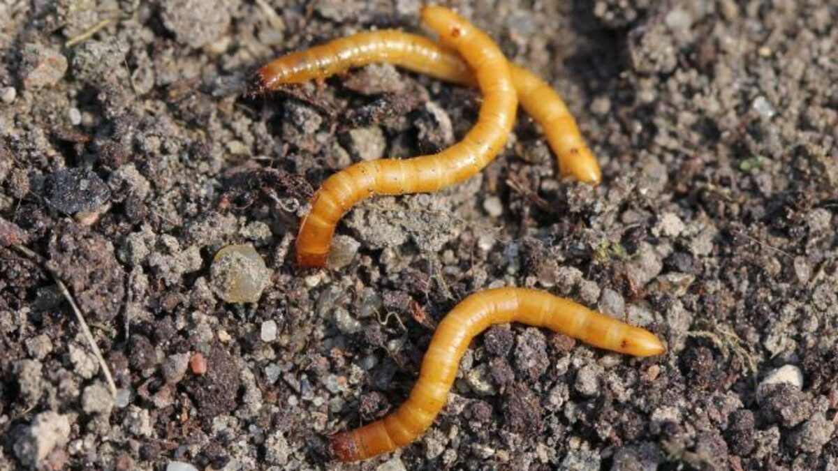 Проволочник живёт в почве до 5 лет, постепенно увеличиваясь в размерах. 