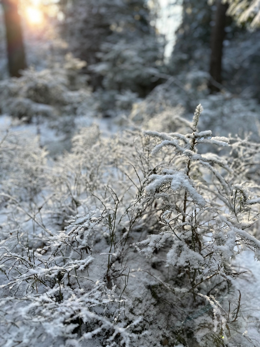 По пути вы будете проходить через густой лес, расположенный в районе горы Перятею. При желании и при хорошей погоде Вы можете подняться и полюбоваться видами.