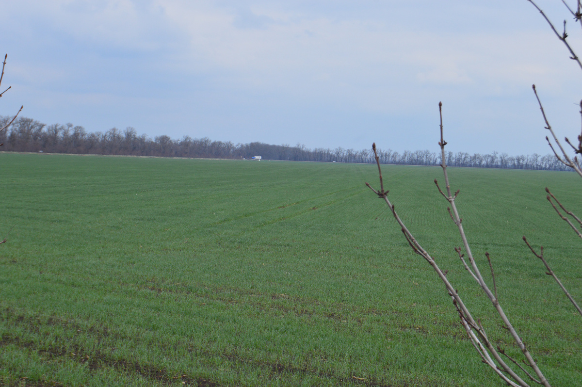 Фото автора. 19.03.2025. Озимое поле агрофирмы.