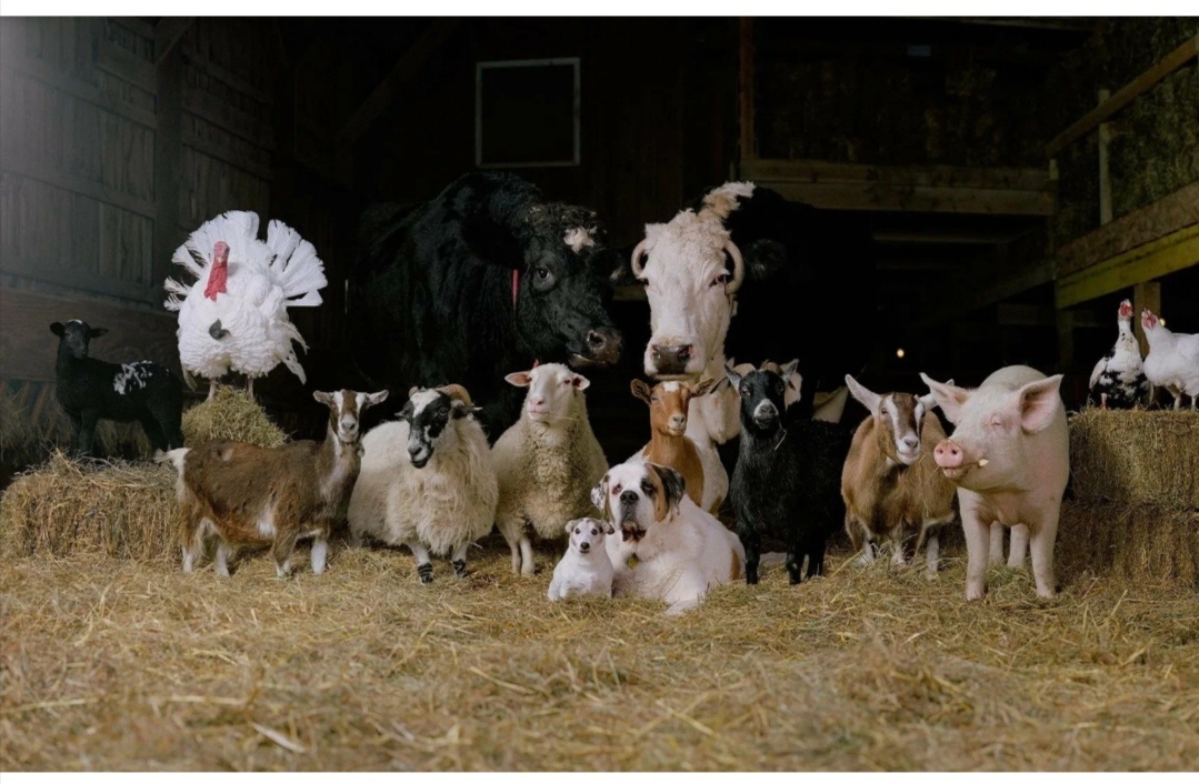 Взято с  просторов интернета