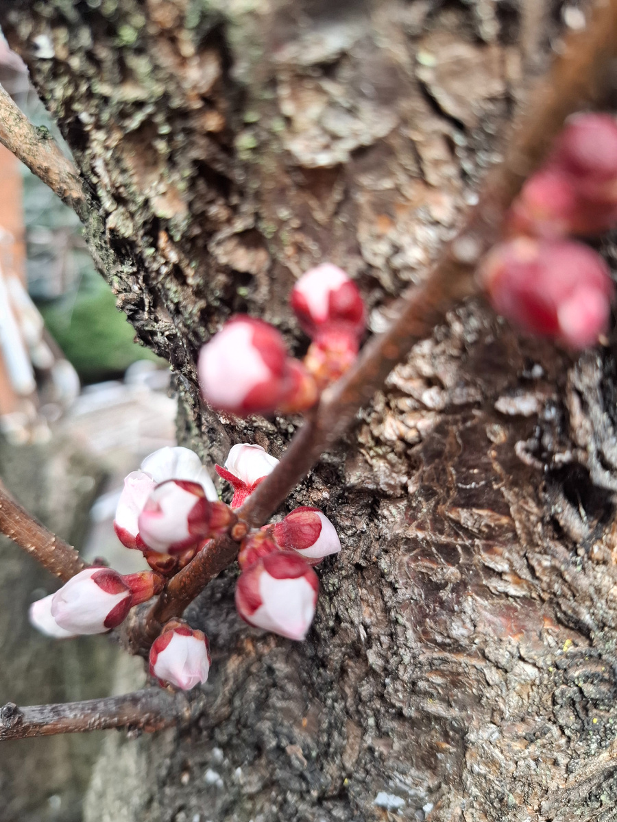 Фото автора.Цветуший абрикос.