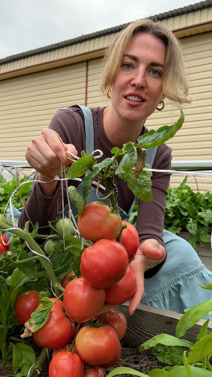 Обильный и очень ранний урожай из семян томатов "Самран".