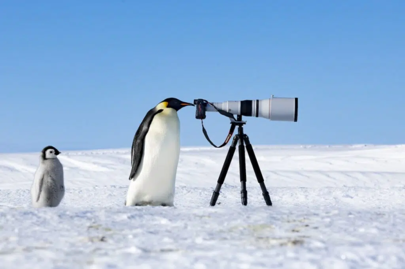 Источник: thenaturephotocontest.com