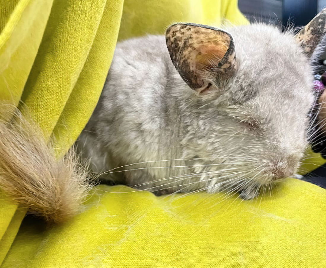 Дедушка. Фото chinchilla.or.jp
