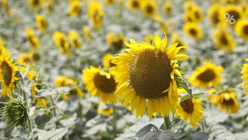      Фото: ИА «Победа26»