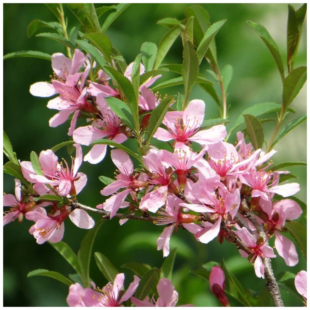 Миндаль степной 