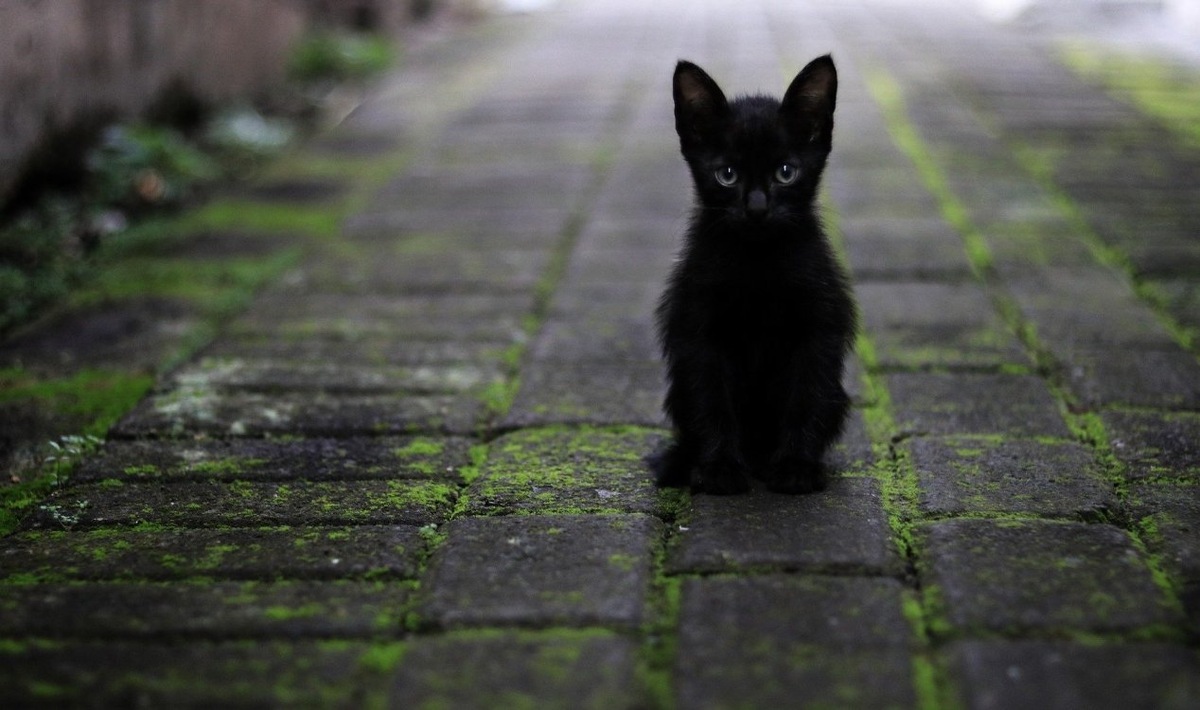 Милые чёрные кошки