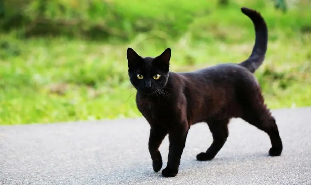 Кошка просто гуляет