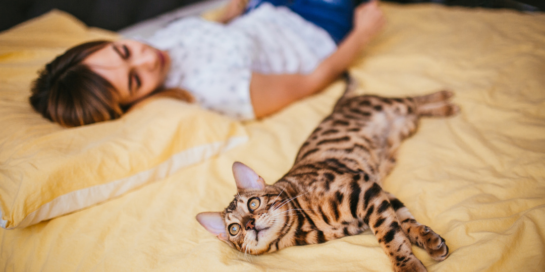Мурлыкающие хранители сна: почему ваша кошка выбирает вас своей подушкой?