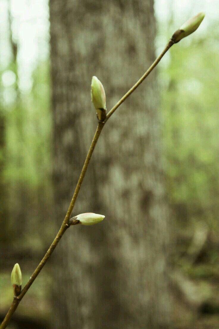 Фото: https://ru.pinterest.com/pin/287386019964806050/