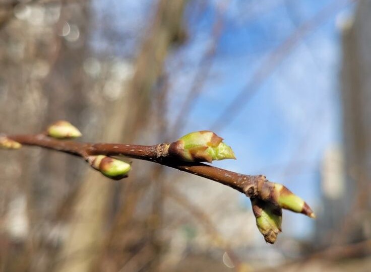 Пропустили искореняющую обработку? Срочная помощь вашему саду: бабушкины методы и хай-тек решения