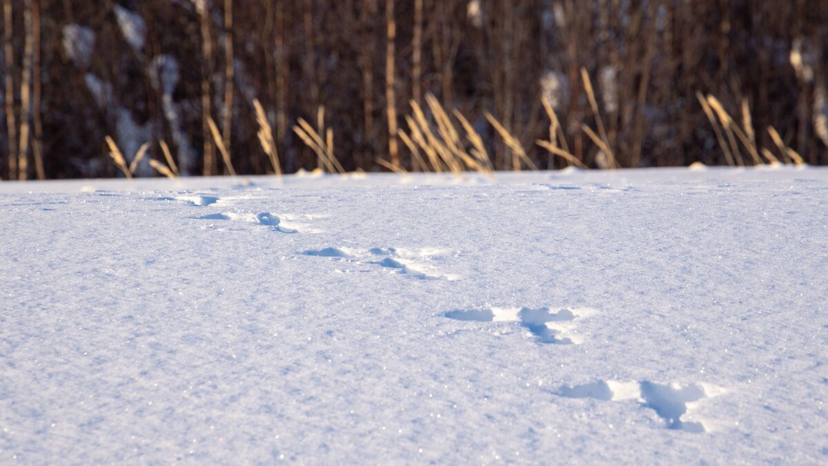    Фото: Федор Воронов/«Ямал-Медиа»