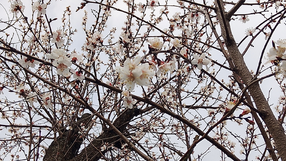 Абрикос. Фото личное.